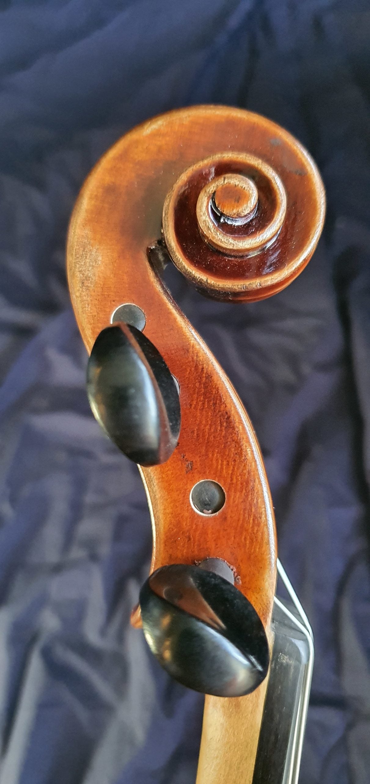 Salvatore Lombardi Viola image 2